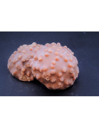 8 CRICKS CHOCOLAT LAIT